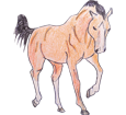 Arabian Horse breed horse for sale