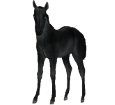 Arabian Horse ##STADE## - coat 51