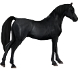 Arabian Horse ##STADE## - coat 51