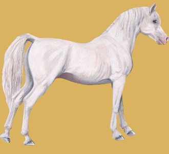 Take in a arabian horse breed horse