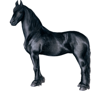 Take in a friesian horse breed horse