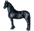 Friesian Horse ##STADE## - coat 51