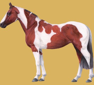 Take in a american paint horse breed horse