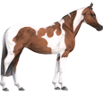 American Paint Horse ##STADE## - coat 80