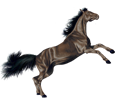 Hanoverian Horse ##STADE## - coat 204