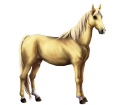 Boer Pony ##STADE## - coat 1607